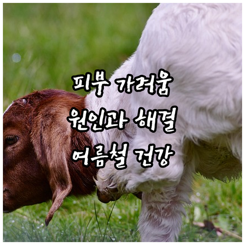 피부 건강 지키는 여름나기 가려움증 ..