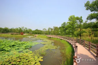 5월 대전 꼭 가볼 만한 여행지 화려한 장미꽃으로 물든 한밭수목원_15