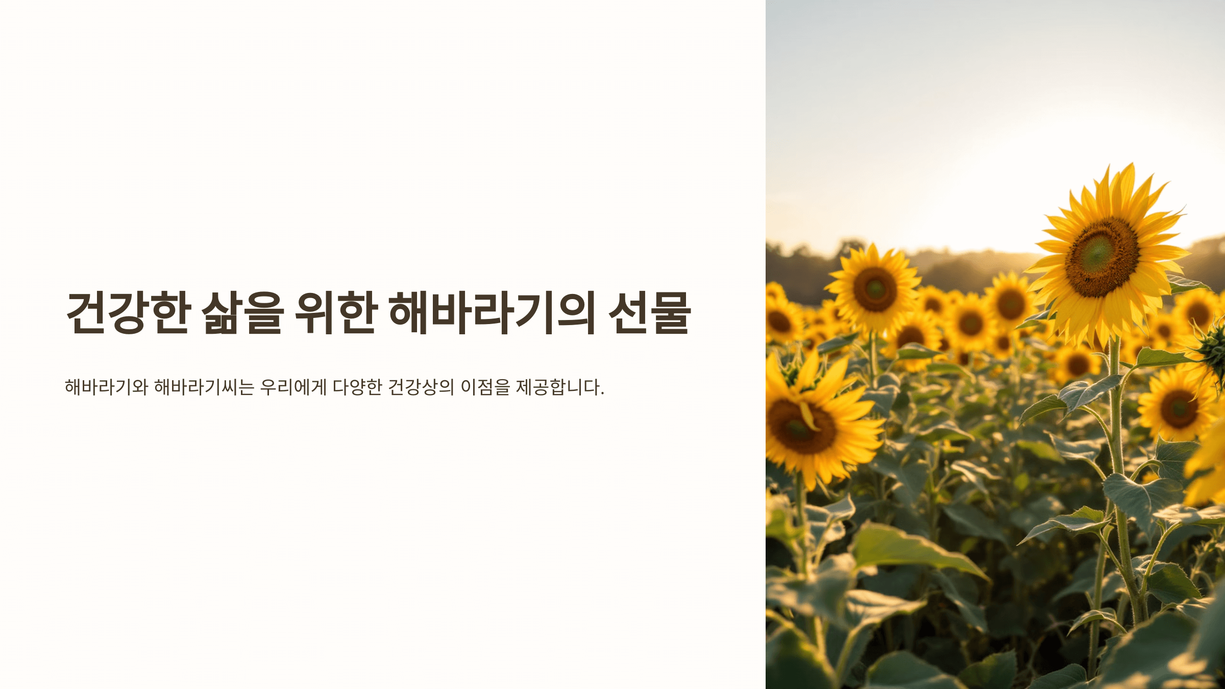 해바라기 사진입니다.