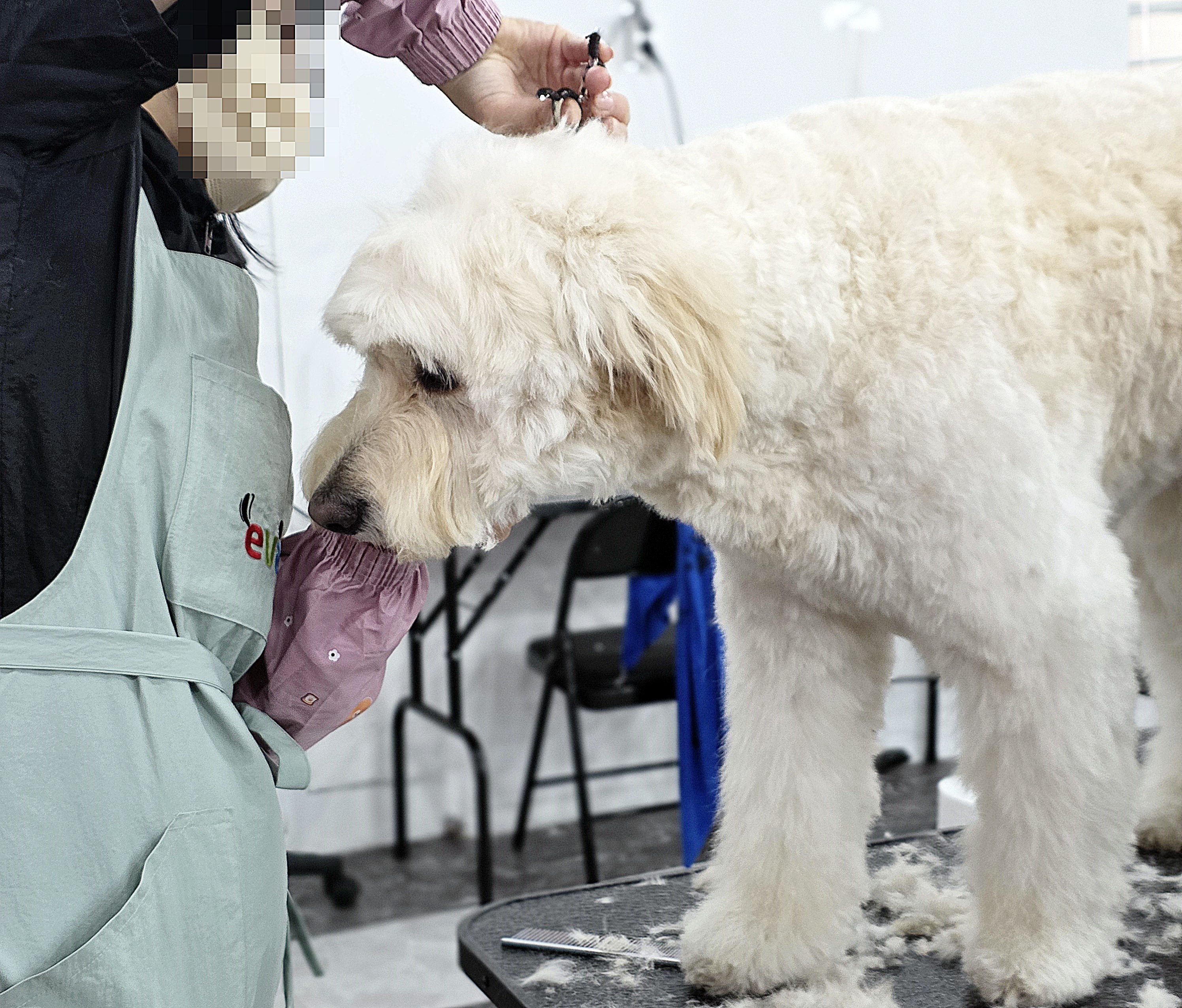 대전강아지미용학원