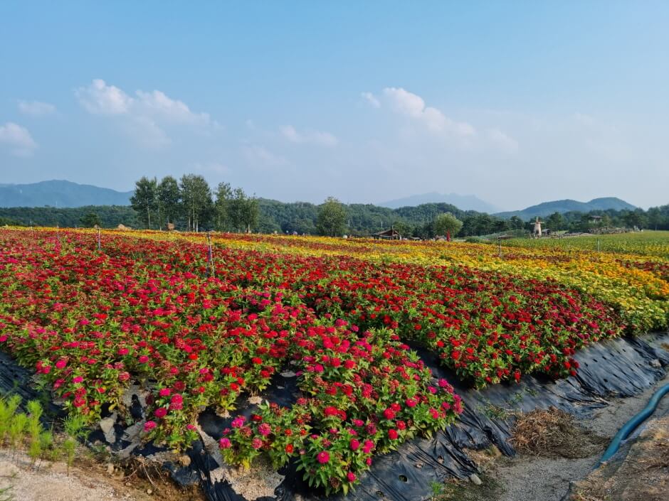 고석정