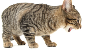 투명한 것을 토할 것 같은 고양이.