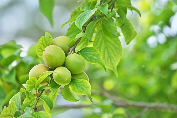 매실 액기스 효능