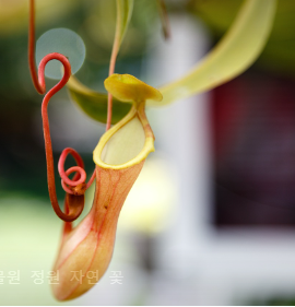 네펜데스 식충식물