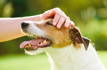 개가 좋아하는 사람, 싫어하는 사람의 행동