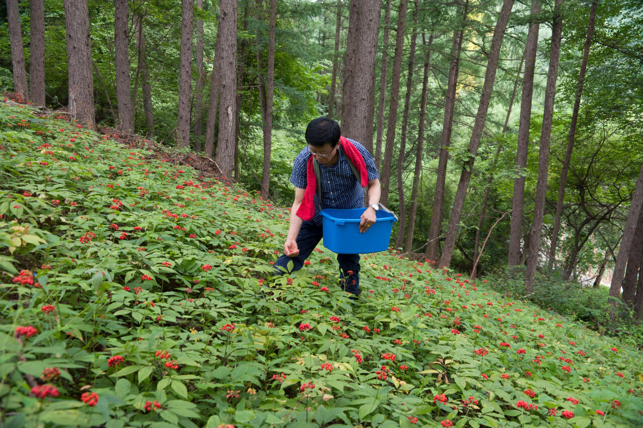 6시내고향 강원 평창 산양삼 구매방법 산삼어람