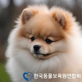 포메라니안 가격 성격 털빠짐 수명 미용_14