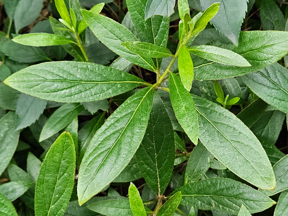 산철쭉 잎2