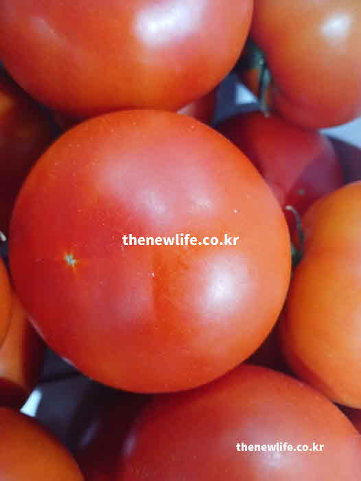 토마토 효능 영양성분 펙틴