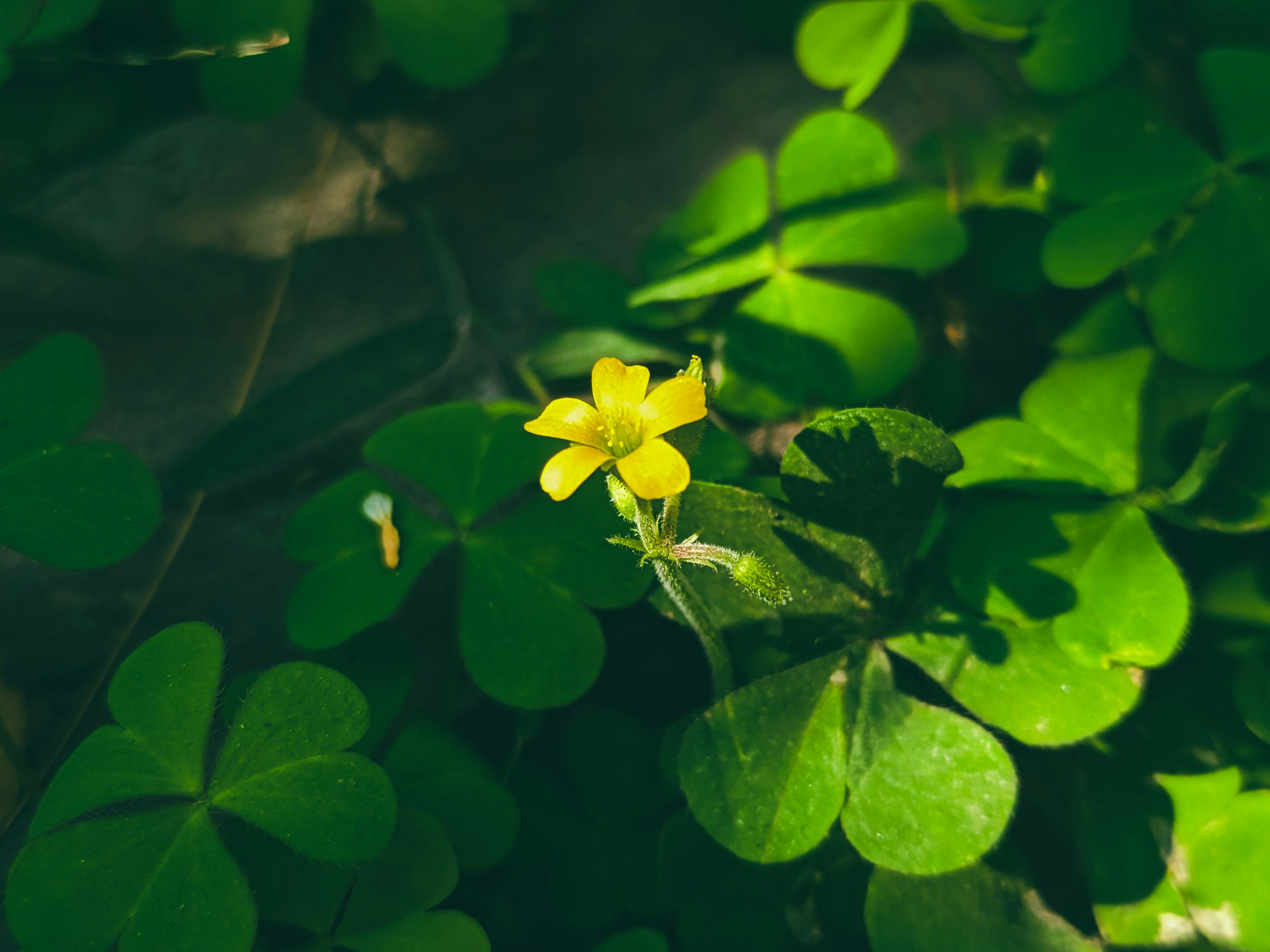 오늘의 운세 사진