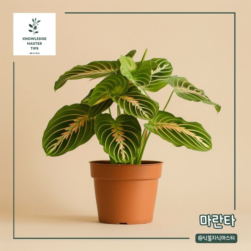 음지 식물 - 마란타