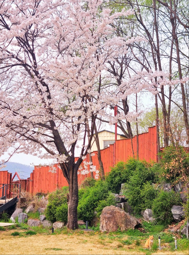 파주가볼만한 곳: 마롱리면사무소 카페, 율곡수목원 근처 정원 카페