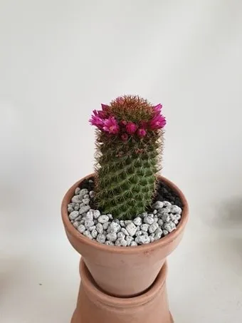 미니 선인장 키우기 물주기 통풍관리 창가배치 귀여운 관리법_11