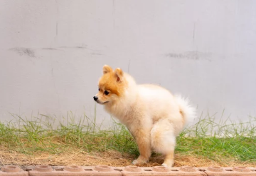 강아지 사진/출처:어도비스톡