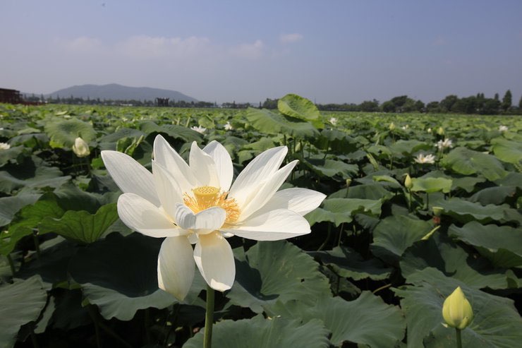 무안 연꽃축제