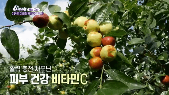 경남 고성 사과대추&amp;#44; 요리 