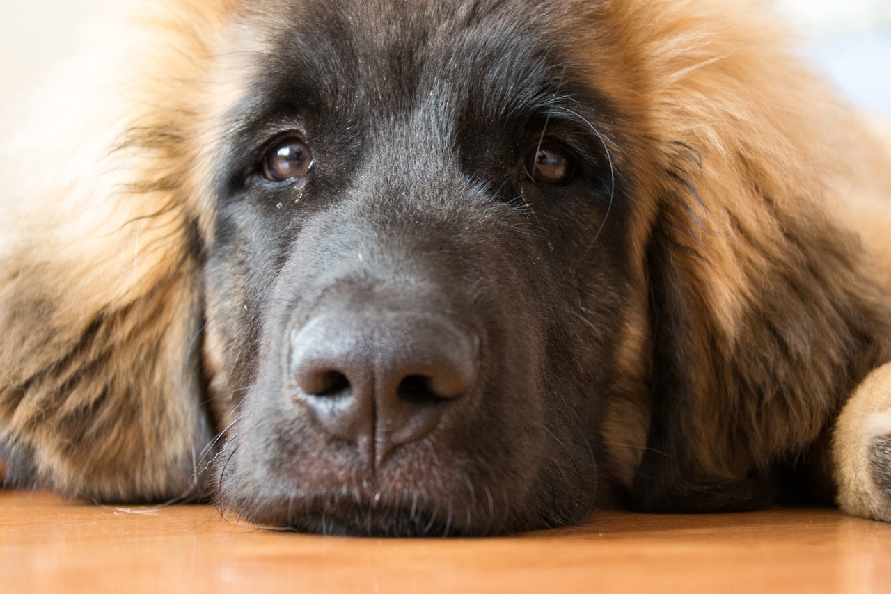 레온베르거(Leonberger)