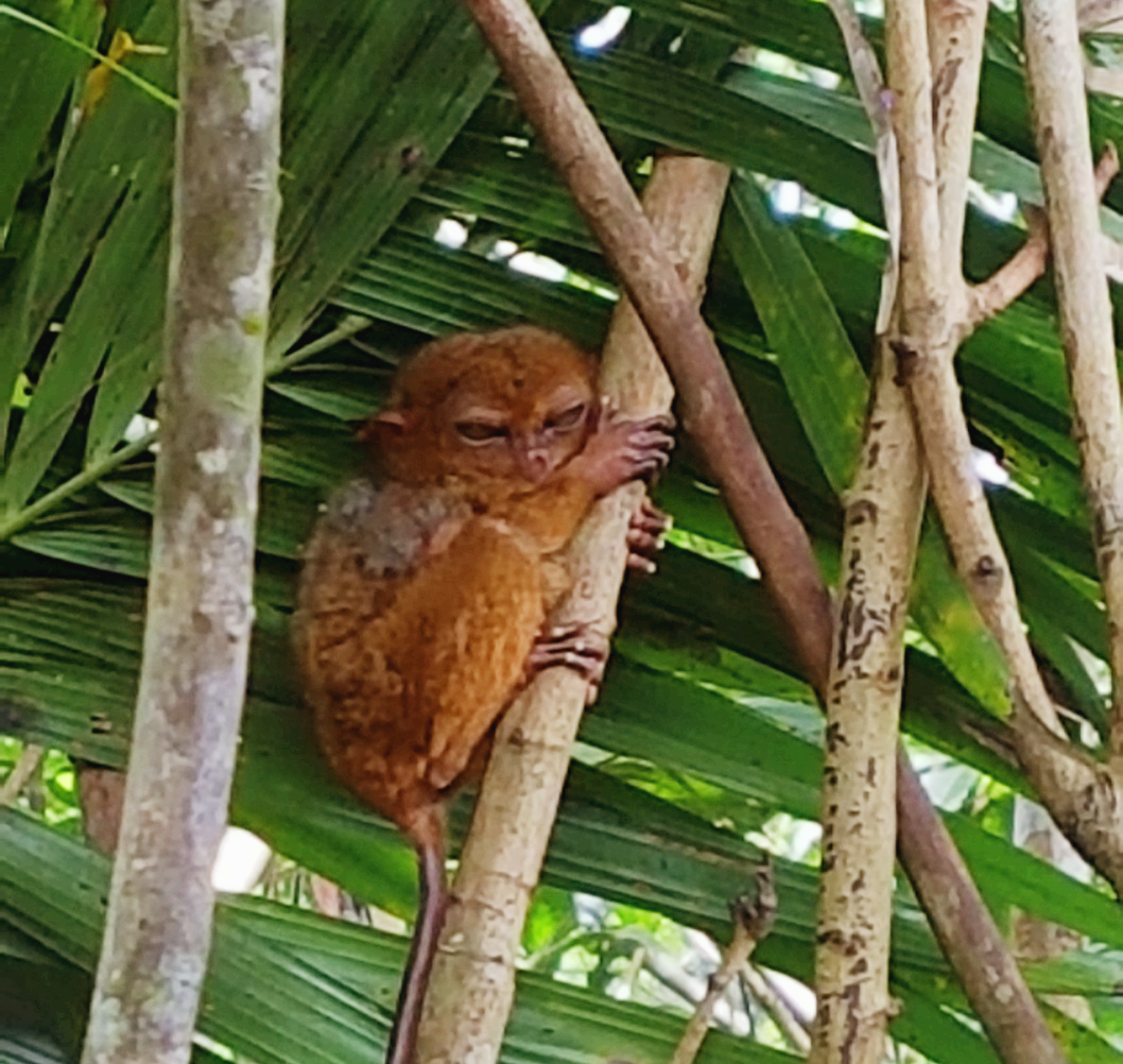 안경원숭이 모습