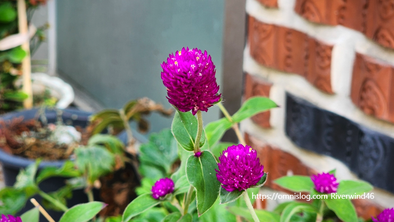 천일홍(千日紅) Globe Amaranth , Gomphrena globosa