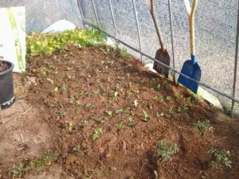 알타리무 파종시기 핵심 포인트_15