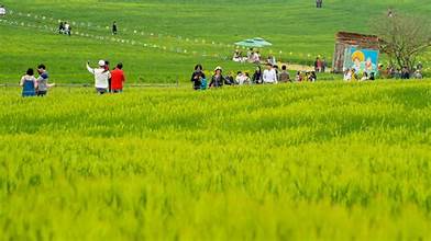 초록물결 음악노트 고창 청보리밭 축제여는 고창청보리밭축제위원회