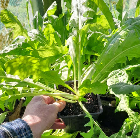 치커리 효능 부작용 먹는법 한눈에 정리