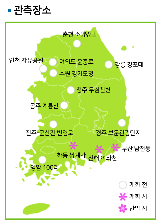 전국 실시간 벚꽃 개화현황 확인하기