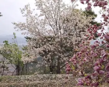 천리포수목원 목련 축제_3