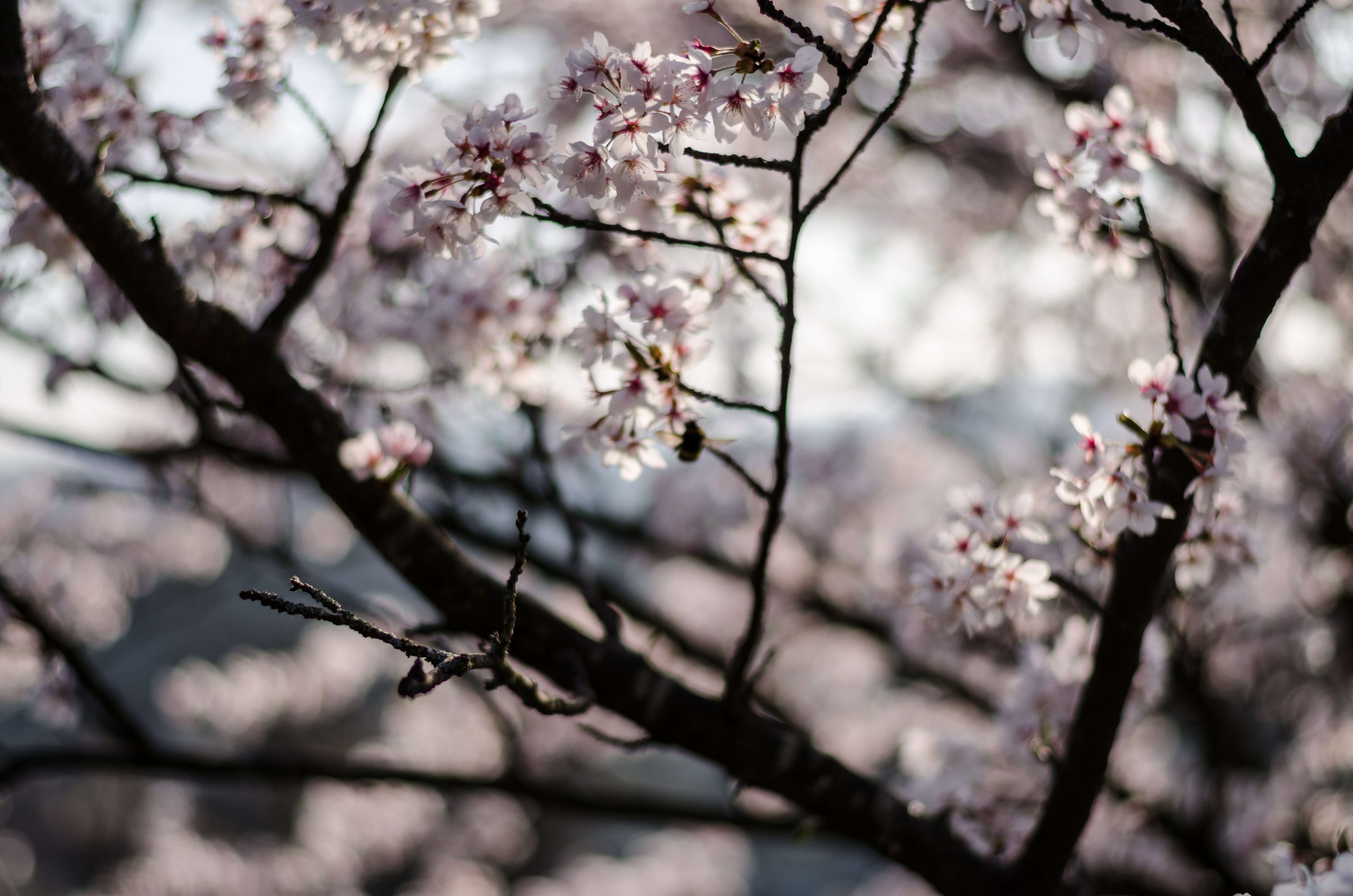 서울벚꽃