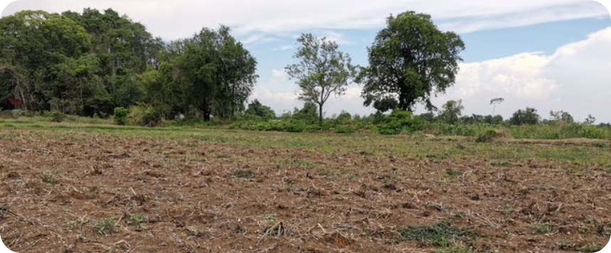 도로 접하지 않은 땅은 절대 사지 마라 – 맹지 리스크 완전정복