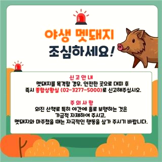 이화여대 멧돼지 출몰 (영상) &amp;#124; 대처 방법 긴급 상황