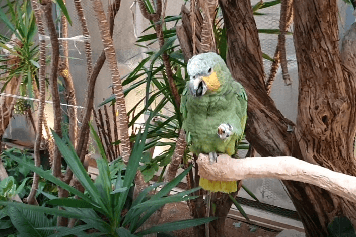 나무위에-앉아있는-앵무새