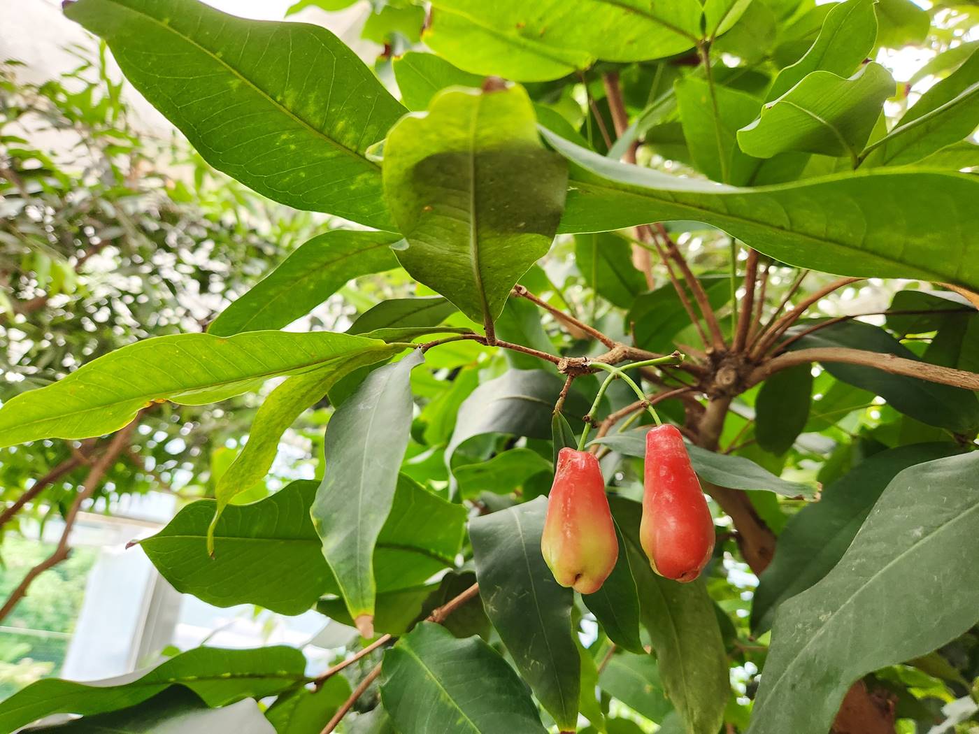 자바애플 Java Apple