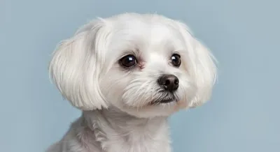 귀 청소&amp;#44; 올바른 순서로 하면 안전해요