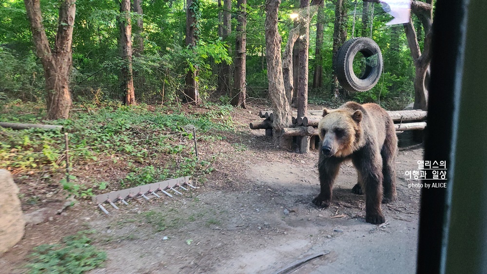 에버랜드 사파리 월드 꿀팁 (예약, 트램 좌석), 자유이용권 할인