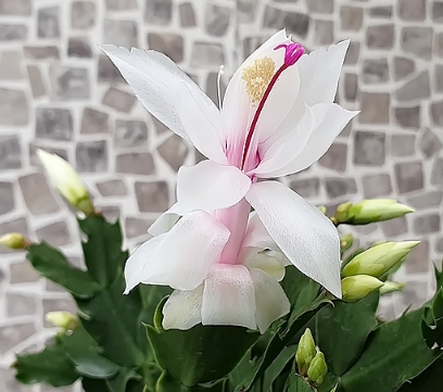 겨울 꽃 게발선인장