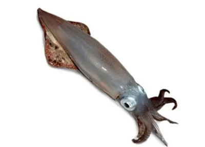 한치 오징어 차이 비교 생김새 맛 식감 완벽 분석_8