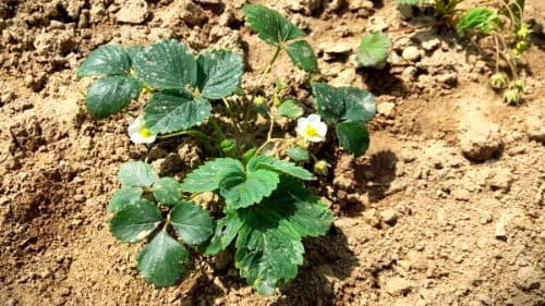 딸기-재배법-작형별-재배시기-모종심기-모종--심는시기-정식시기-수확시기-심는방법-정식방법