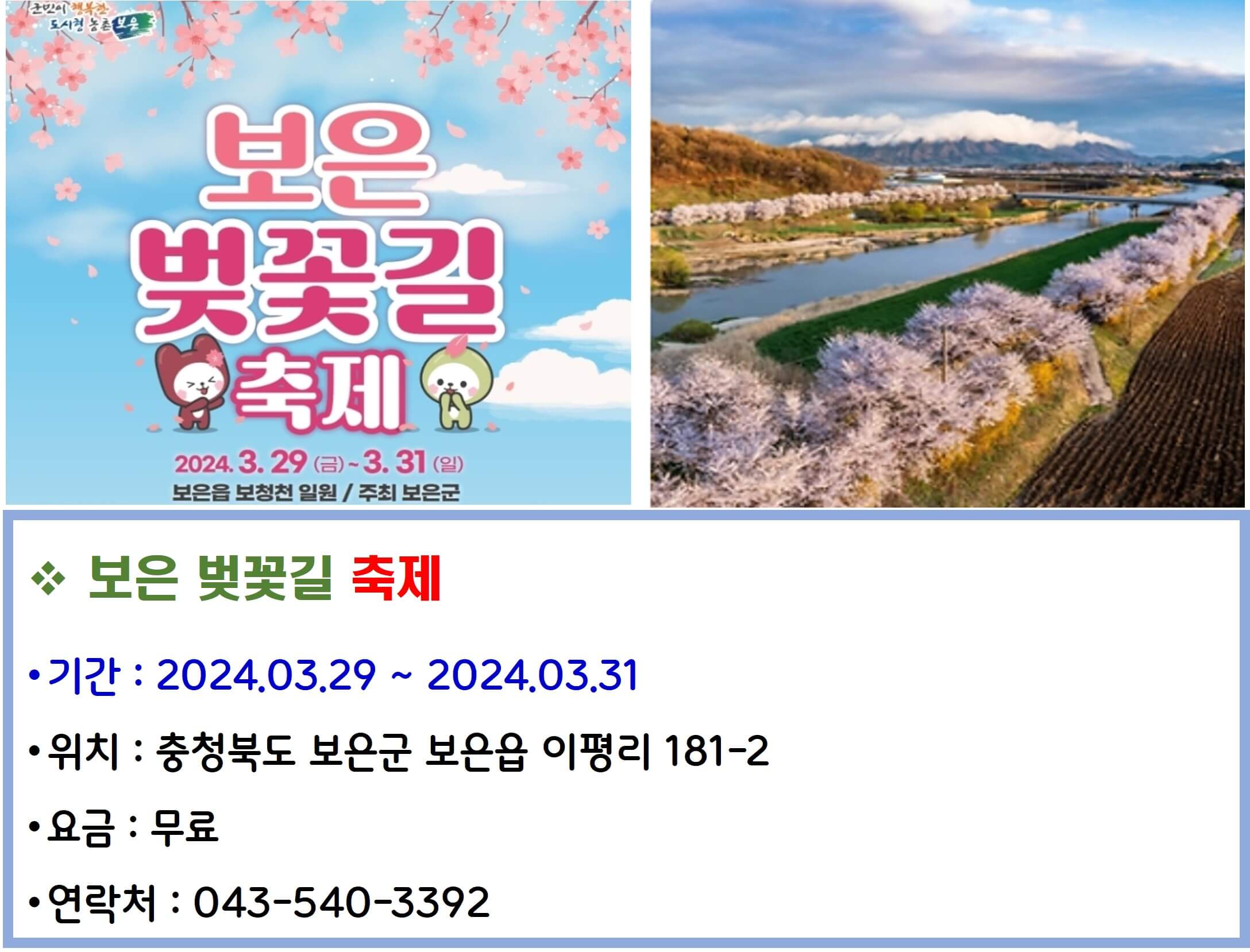 보은 벚꽃길 축제