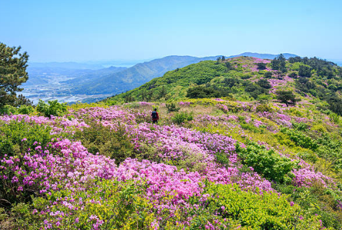 봄이라는 아름다운 계절의 산 풍경