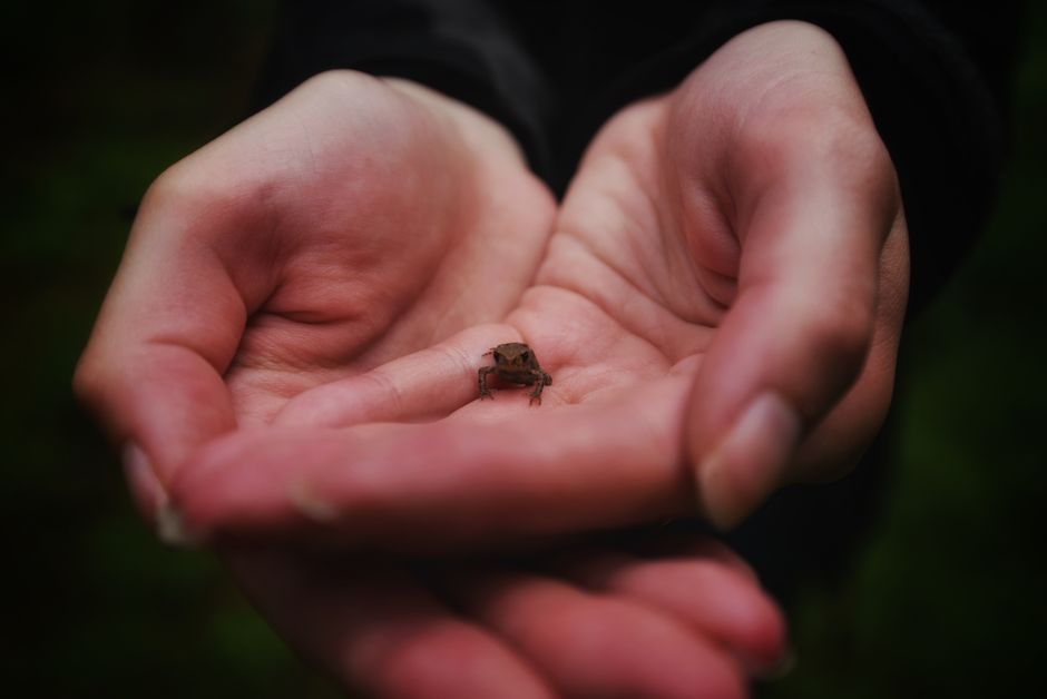 A tiny frog sits delicately in gently cupped hands, showcasing nature's delicate beauty.