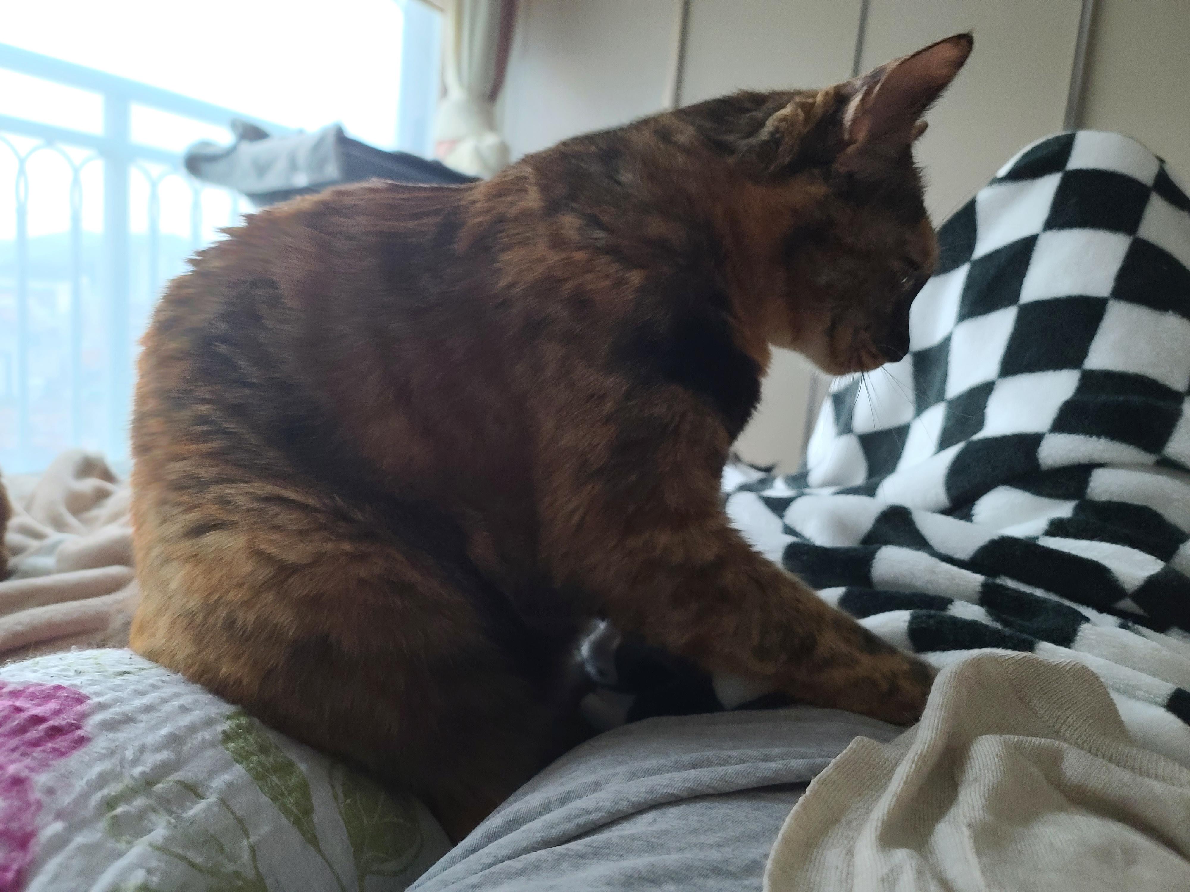 베개에 걸터앉아서 엄마배에 꾹꾹이하는 사랑이 (feat.엄마 팔에 안겨있는 사랑이)