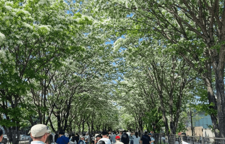 전주 팔복동 이팝나무 철길 소개 &amp; 개방 일정