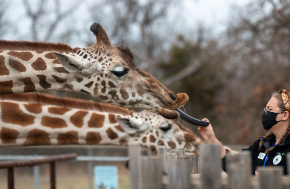동물과 함께하는 삶, 사육사의 세계