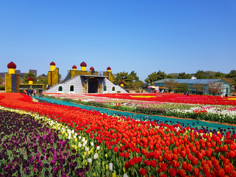 생방송투데이 태안 3GO여행 태안세계튤립꽃박람회 독살체험 우럭젓국 간장게장 꽃지해수욕장 낙조