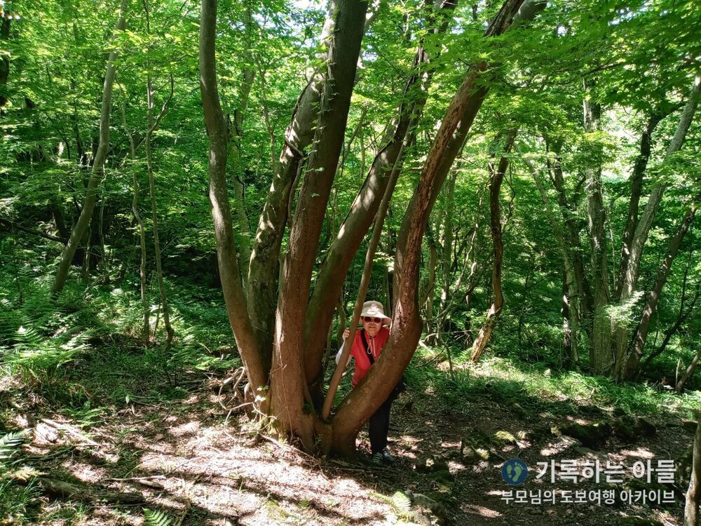 나무 사이 어머니