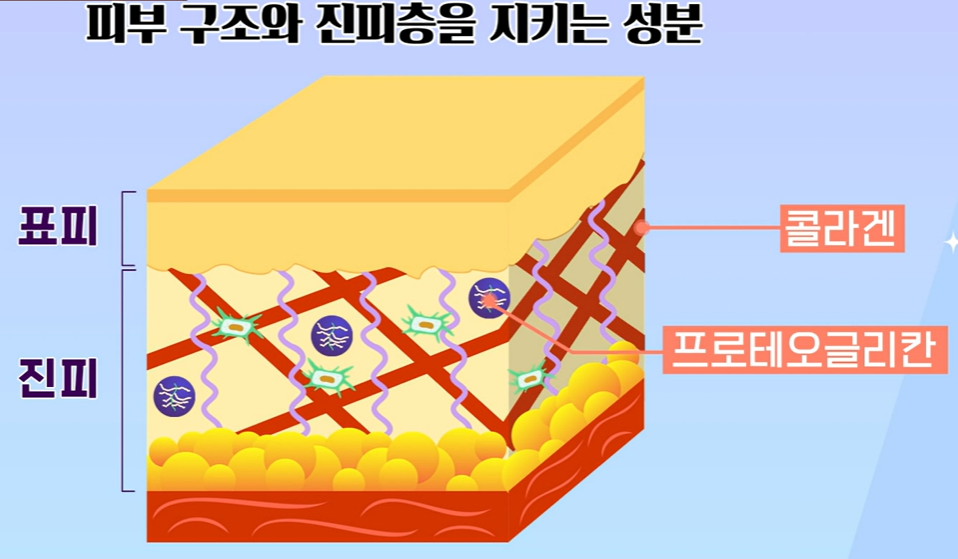 프로테오글리칸