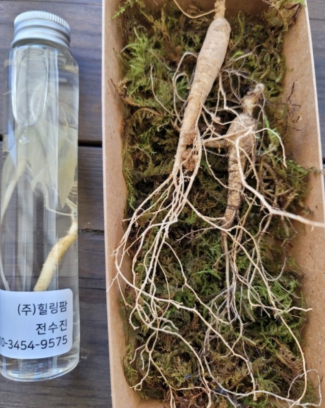 한국인의밥상-함양-오봉산-산양삼