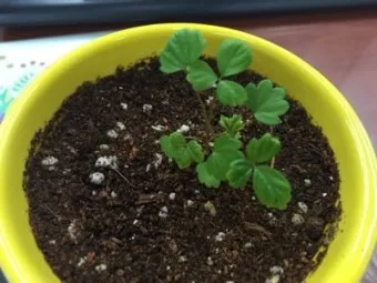 딸기 키우기 물주기 수경재배 비료관리 햇빛배치 실내 재배 팁_11