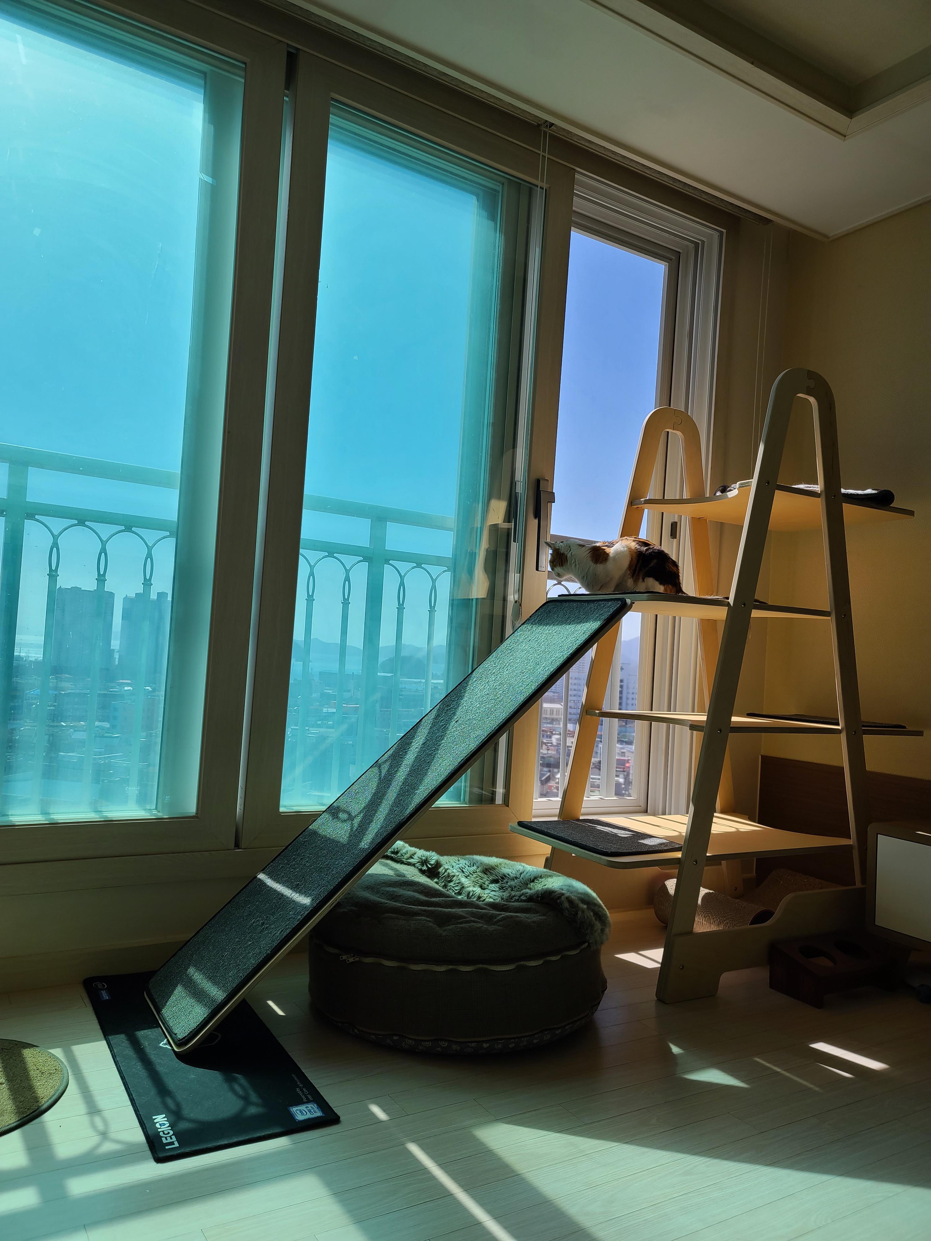 우리집 고양이들 발톱깎을때. 고양이 발톱깎기. 레벨1 vs 보스급. 중간이 없어..